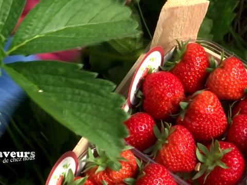 Saveurs de chez nous : Fraises et fruits Vanova