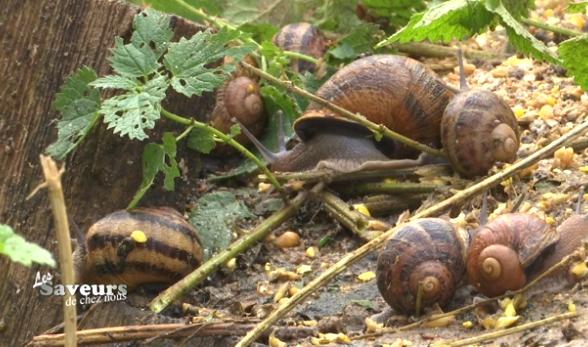 Saveurs de chez nous : Les escargots de Geer