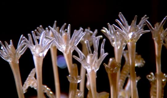 Trezoor, la nouvelle salle permanente de l'Aquarium-Museum