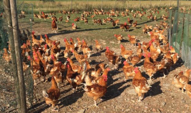 Un abattoir artisanal de volailles pour les producteurs de la région 