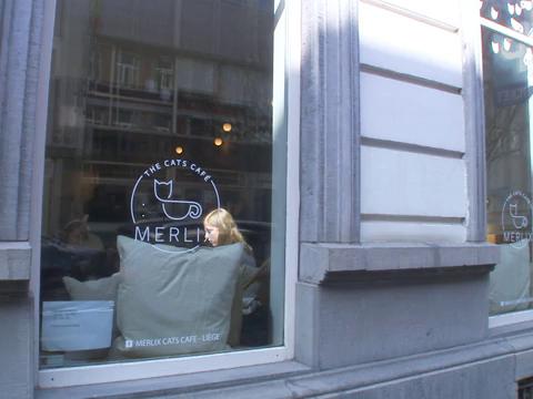 Un bar à chat ouvre à Liège 