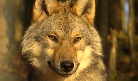 Le loup est bien de retour dans les Fagnes 