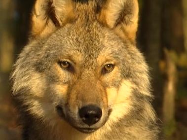 Le loup est bien de retour dans les Fagnes 