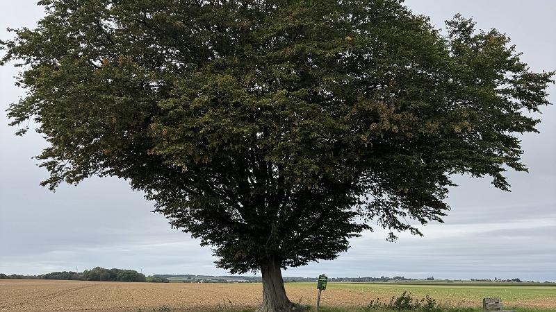 Wanze : les arbres remarquables pour les Journées du Patrimoine