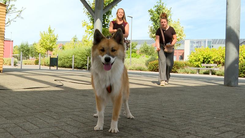 Trucs de Wouf — Avec Floki, la promenade devient un vrai travail d’équipe
