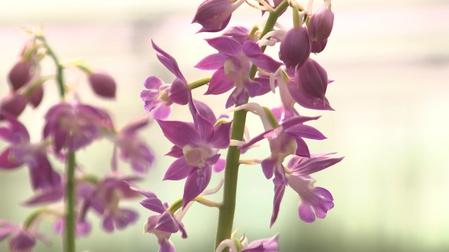 Hortidécouvertes ce dimanche