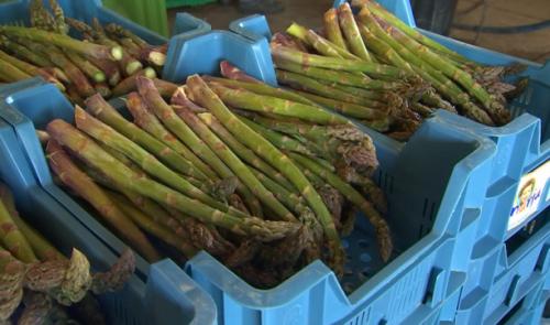 L'asperge verte, la reine des légumes