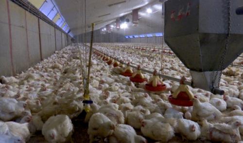 La ferme du Vivier veut accueillir 50.000 poulets supplémentaires