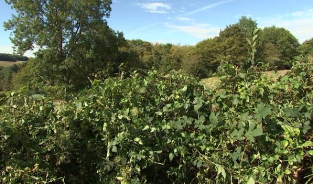 Le Gal Je suis Hesbignon lance la haie en kit pour la biodiversité