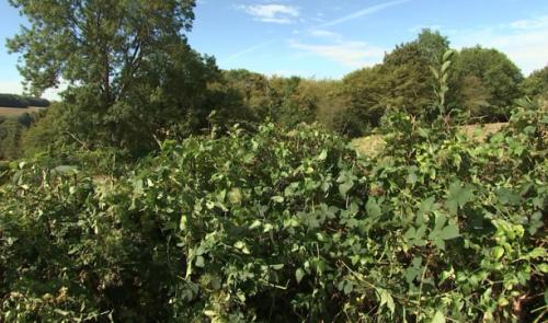 Le Gal Je suis Hesbignon lance la haie en kit pour la biodiversité