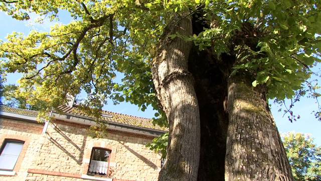 Le plus bel arbre belge est-il à My?