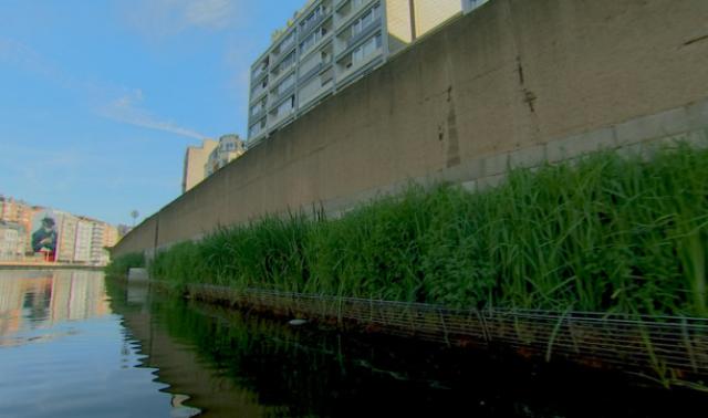 Les fascines végétales se développent bien sur la Meuse