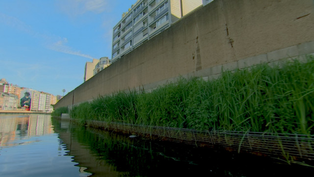 Les fascines végétales se développent bien sur la Meuse