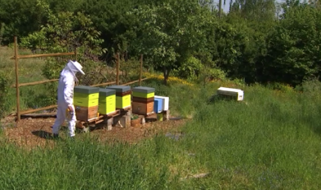 Les reines de Liège ramènent les insectes en ville