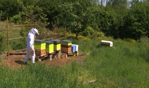 Les reines de Liège ramènent les insectes en ville