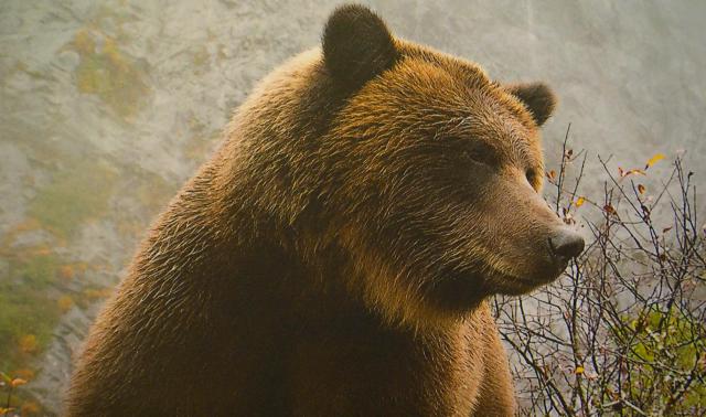 Une exposition photo sur le thème de l'ours