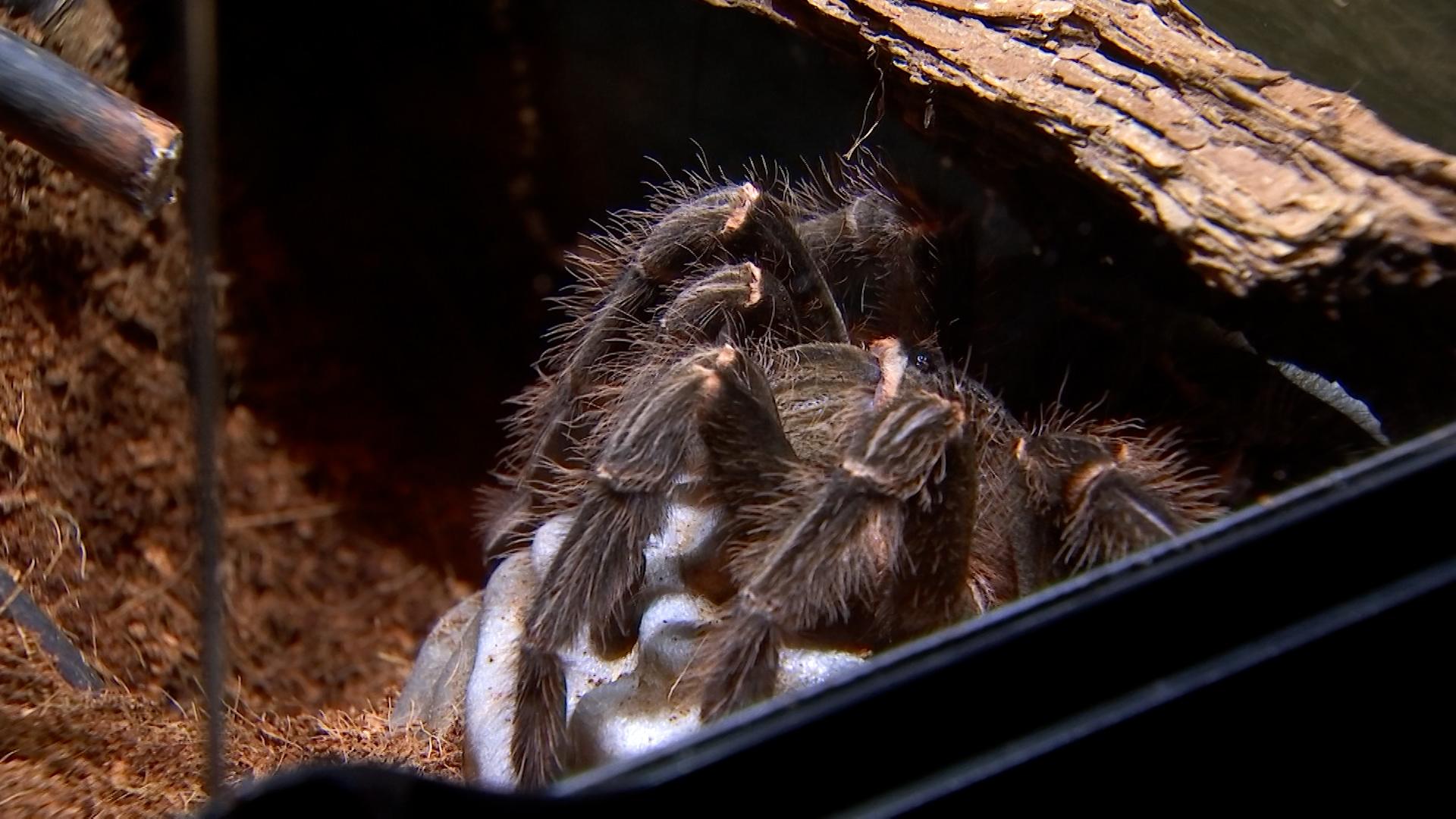 Journée mondiale de l'araignée : Hexapoda présente 2 nouveaux specimens