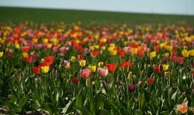 En ce début de printemps, pourquoi ne pas aller couper ses fleurs soi-même ?