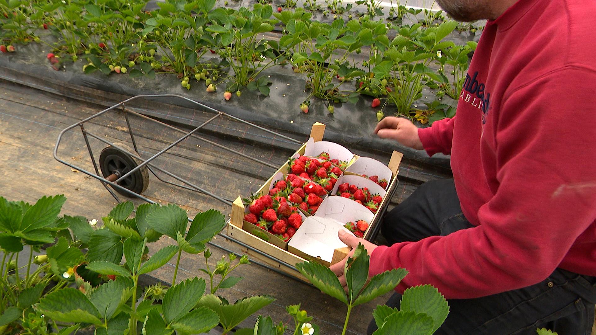 La saison des fraises a démarré à Hannêche