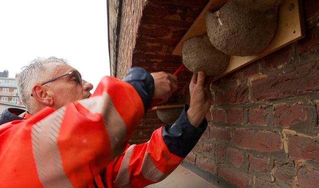 A Liège, on se prépare au retour des hirondelles de fenêtre