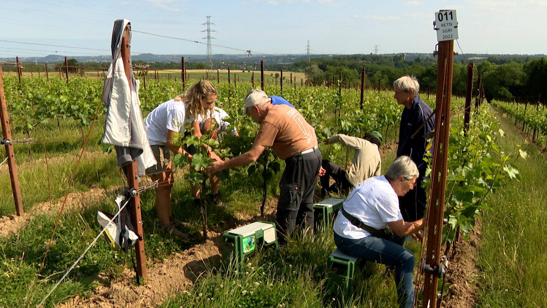 Bellum Fagetum : 30 000 pieds pour un vin engagé