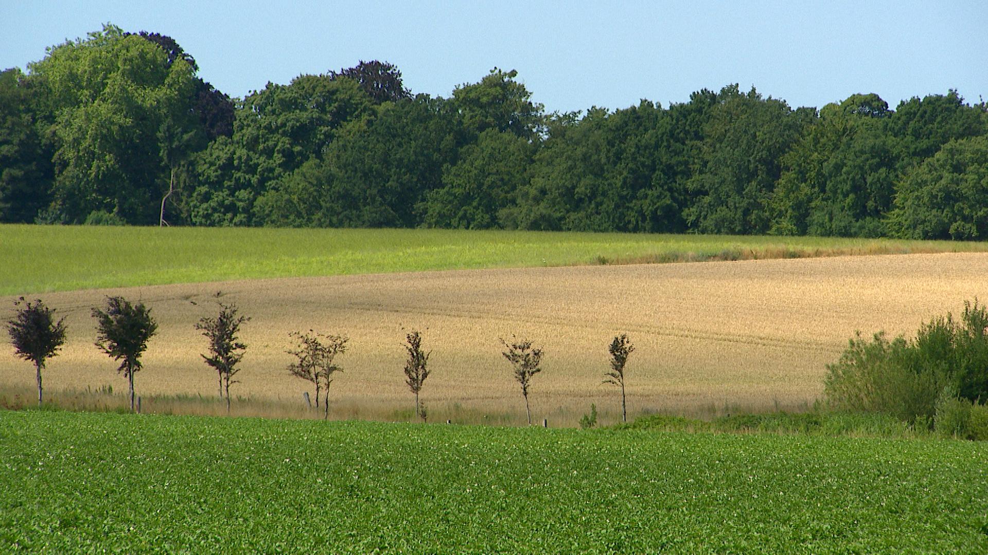 Utiliser les écorces pour produire des pesticides naturels