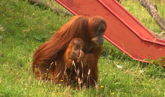 Monde sauvage : reproduction contrôlée, bébés suivis