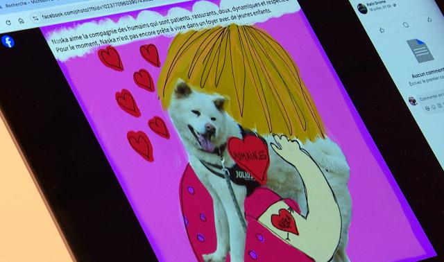 Des histoires illustrées pour aider à l'adoption d'un chien
