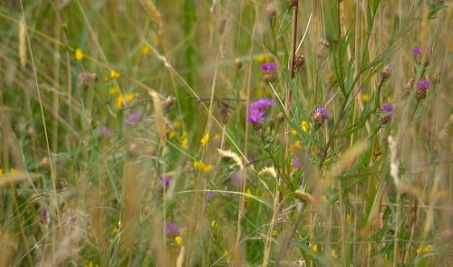La plus belle prairie de Wallonie à Filot?