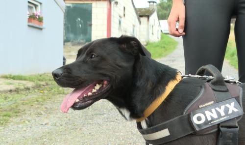 Refuge pour animaux : Animal Sans Logis
