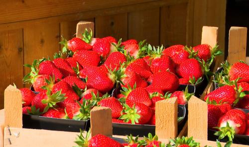 La saison des fraises a démarré avec un peu d'avance