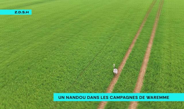 Un nandou en liberté dans la campagne waremmienne