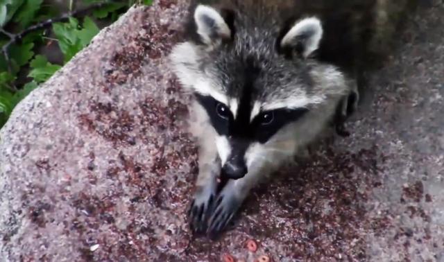 Une trentaine de ratons laveurs capturés à Chaudfontaine