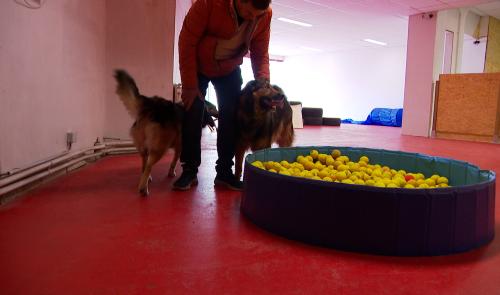 Temps de chien: plaine de jeux indoor à Flémalle