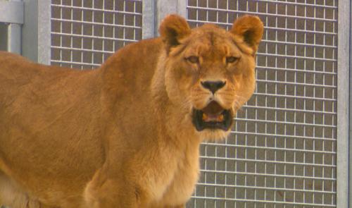 Monde sauvage : un nouvel espace pour les lions