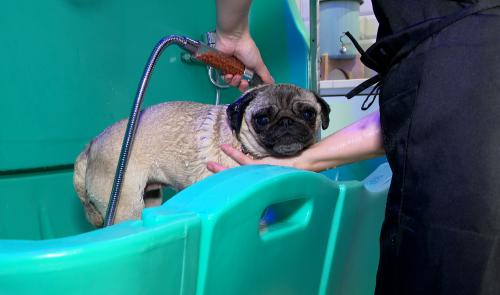 Niche Ta Mère: un dog wash en plein centre-ville