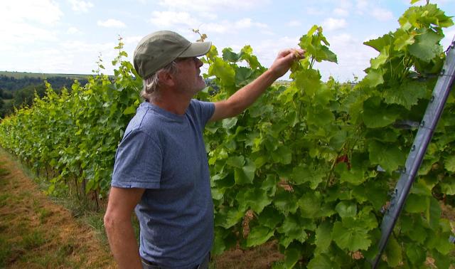 Sécheresse : entre défis et opportunités pour les vignes de la région