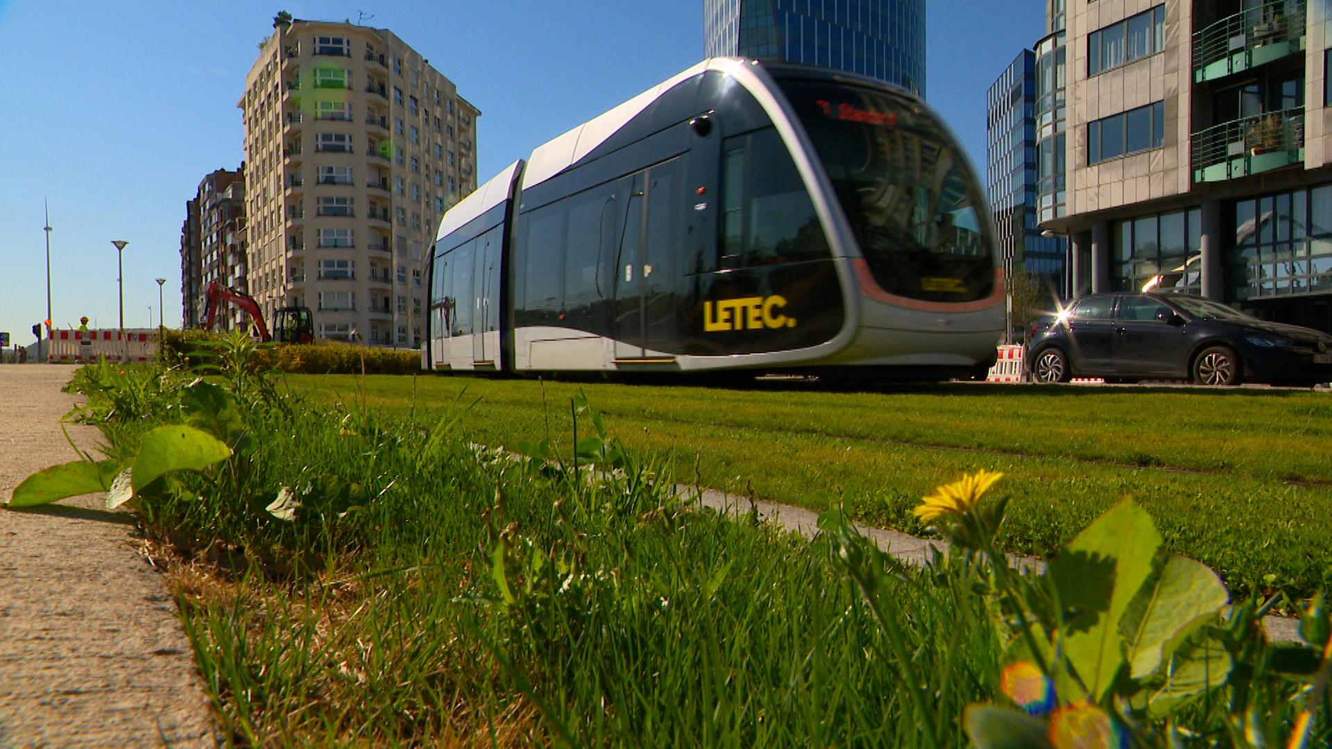 Pourquoi l'herbe autour du tram reste verte malgré la sécheresse?