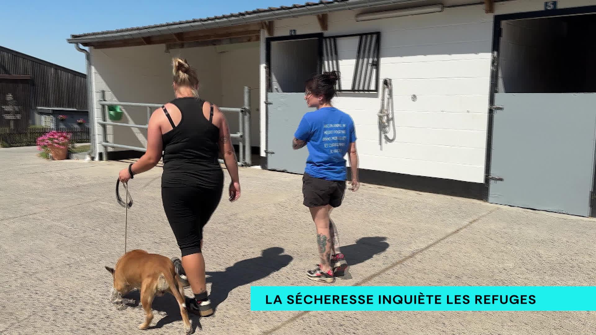 Les refuges animaliers face à la sécheresse : « Les animaux n’ont plus d’herbe »
