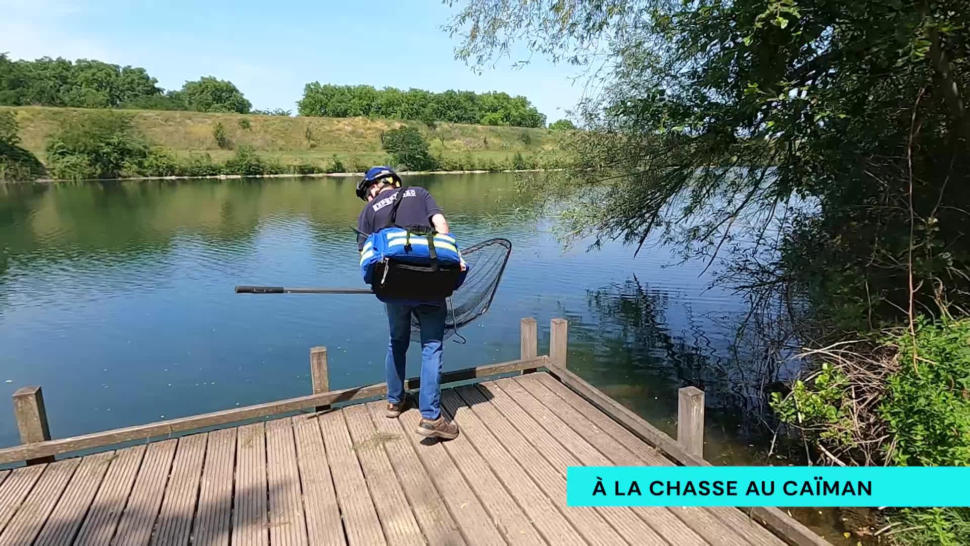 A la recherche d'un caïman au lac de la Gravière Brock