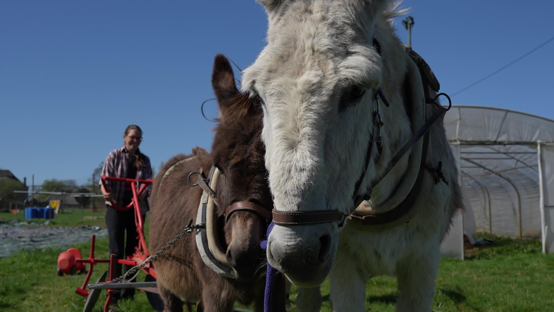 Le Bon Moment by Be Planet : cultiver l'espoir au Maraichage club de Juprelle