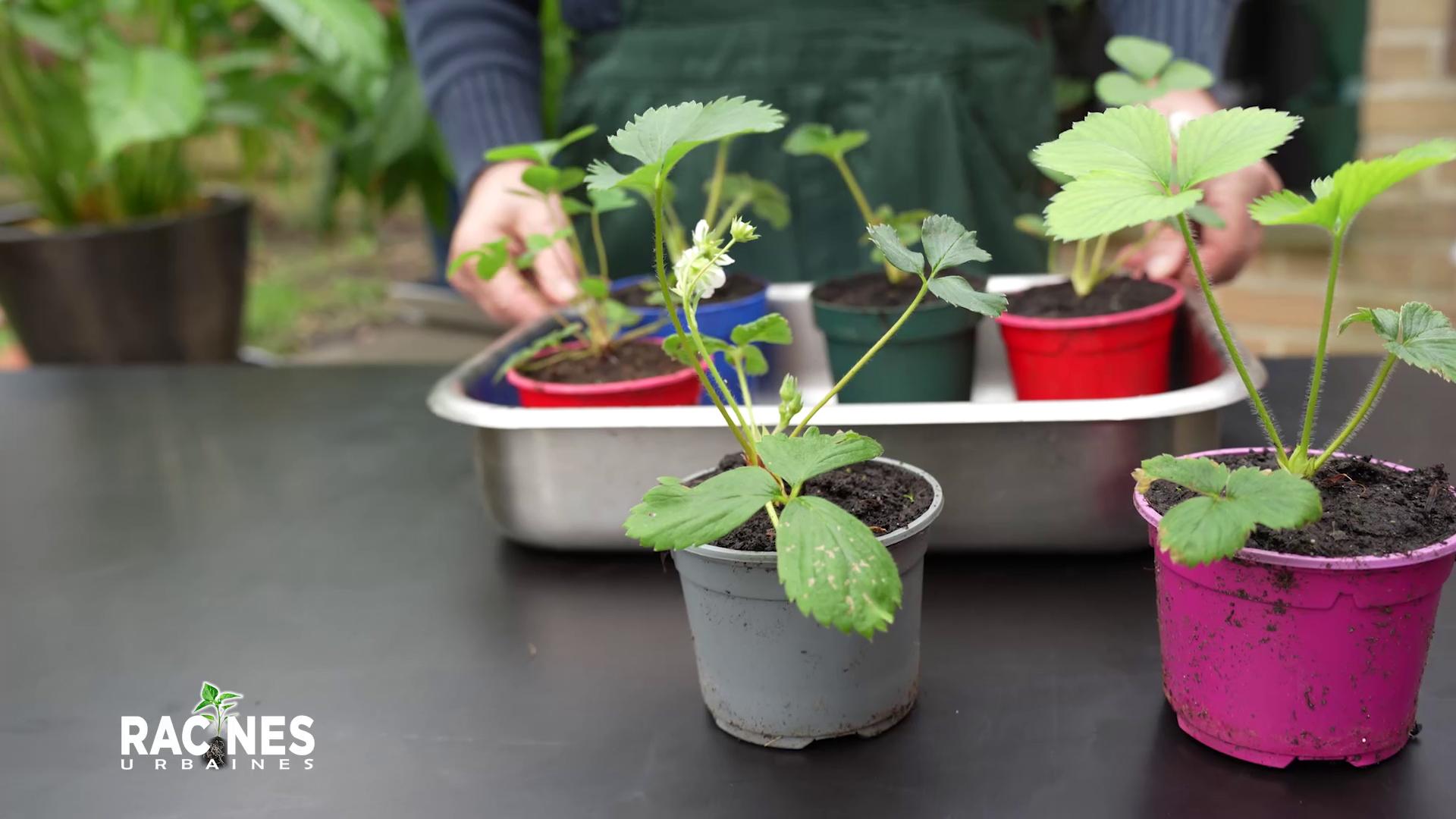 L'art du jardinage urbain : Les secrets des fraisiers dévoilés