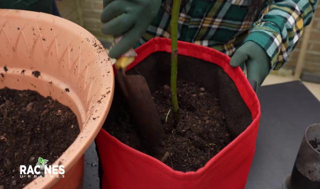 Les sacs de plantation, solution innovante pour l'éco jardinage urbain