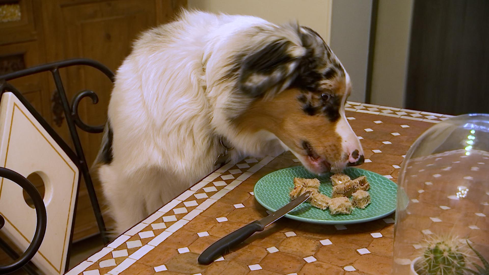 Chien voleur, comment l'éviter ?