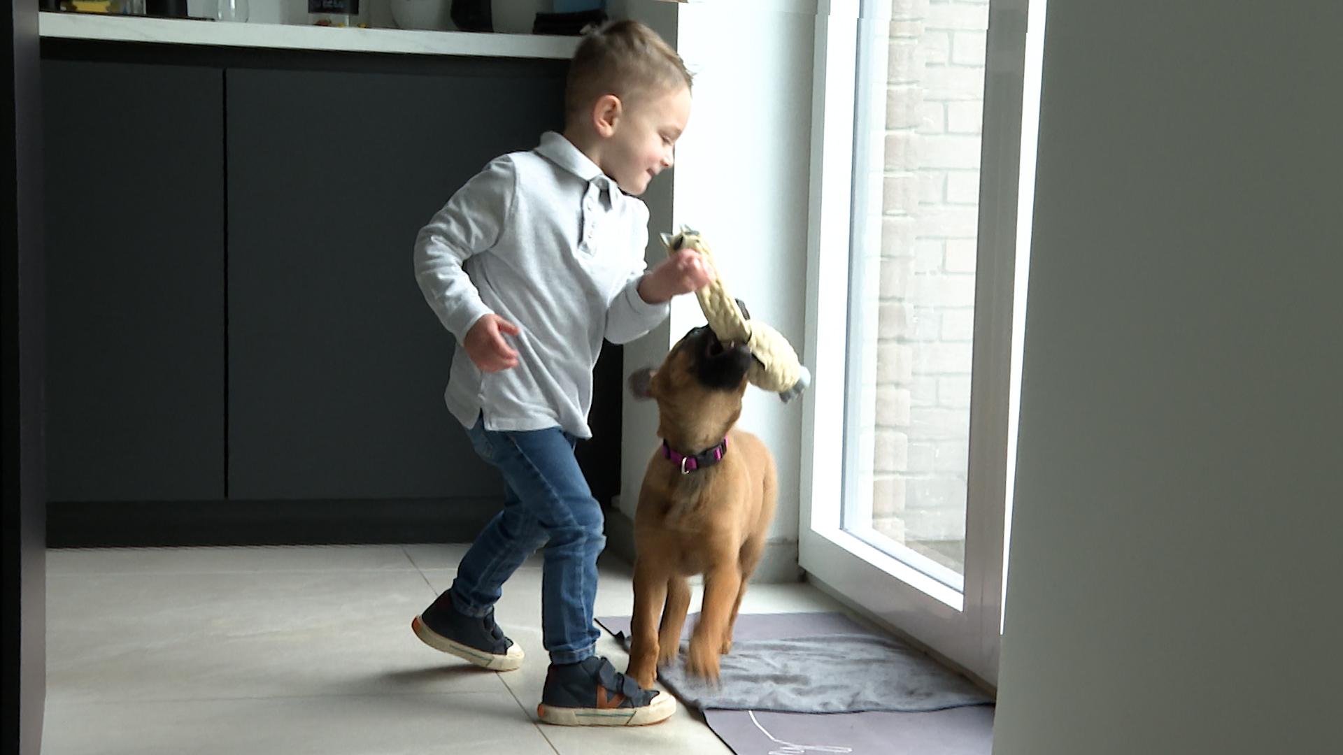 Les interactions entre un chiot malinois et un enfant