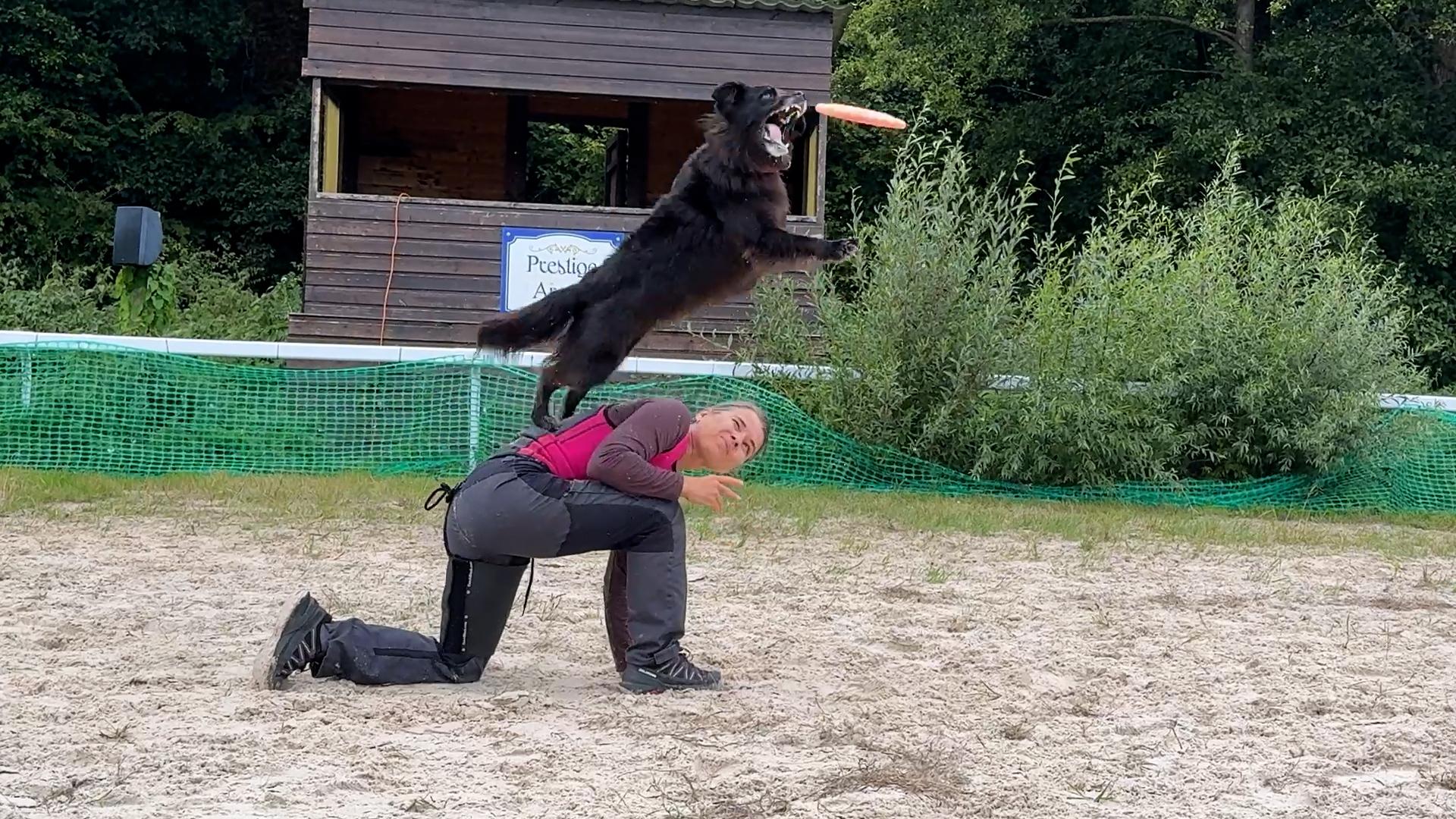 Le disc dog (frisbee canin)