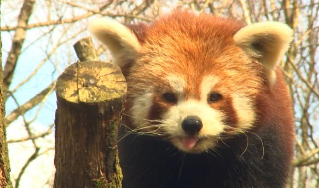 Monde Sauvage : " on ne rognera pas sur les soins aux animaux"…