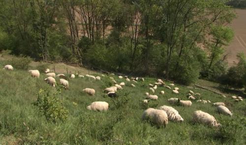 Montagne Saint-Pierre : moutons et orchidées sauvages