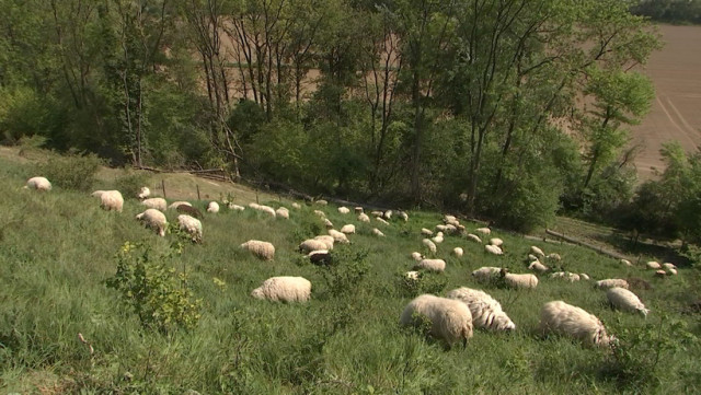 Montagne Saint-Pierre : moutons et orchidées sauvages