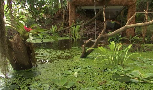 Un air de forêt amazonienne au Sart Tilman